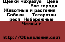 Щенки Чихуахуа › Цена ­ 12000-15000 - Все города Животные и растения » Собаки   . Татарстан респ.,Набережные Челны г.